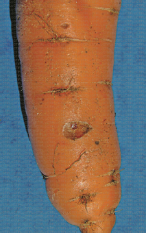 Symptôme de cavity spot (maladie de la tache) sur carotte, typique en coup de pouce